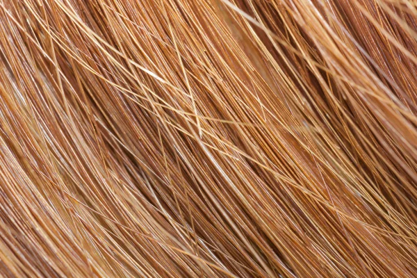 close up brown hair, Macro shot of hair