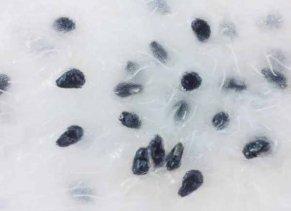 Macro shot of dragon fruit seeds — Stock Photo, Image