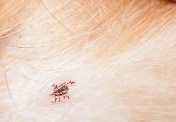 Macro shot of a tick on the dog — Stock Photo, Image