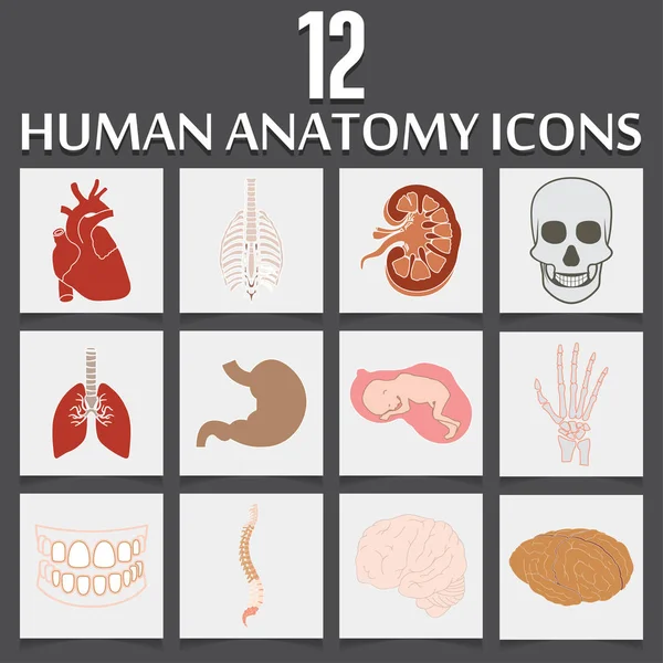 12 pictogrammen van de menselijke anatomie — Stockvector