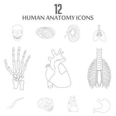 12 insan anatomisi simgeleri 