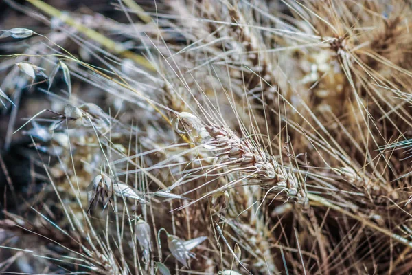 Ähren auf dem Feld — Stockfoto