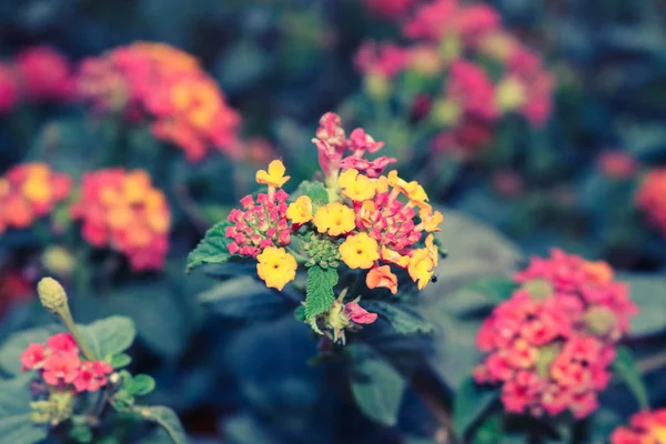 Coloridas flores de primavera — Foto de Stock