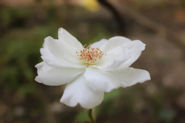Beautiful white flower — Stock Photo, Image