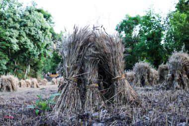 Hasat haystacks alanıyla