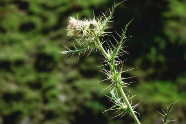 white flowers with spikes