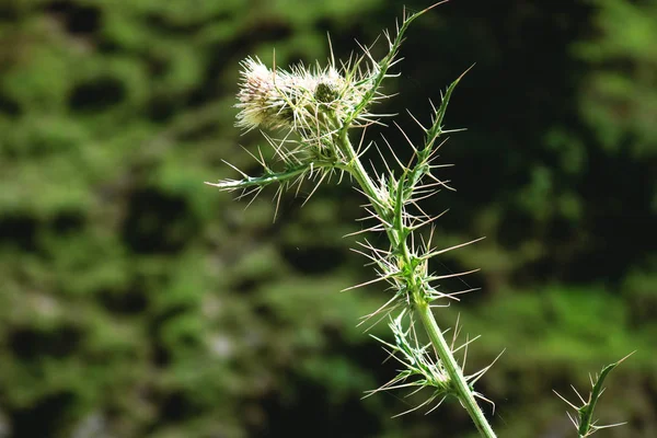 white flowers with spikes