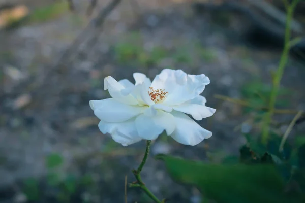 Красивый белый цветок — стоковое фото
