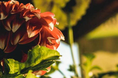 güzel bir kırmızı çiçek