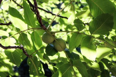 Meyveile Guava ağacı