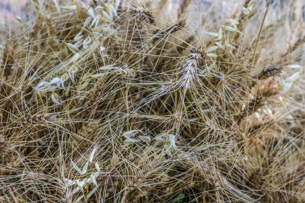 Ähren auf dem Feld — Stockfoto