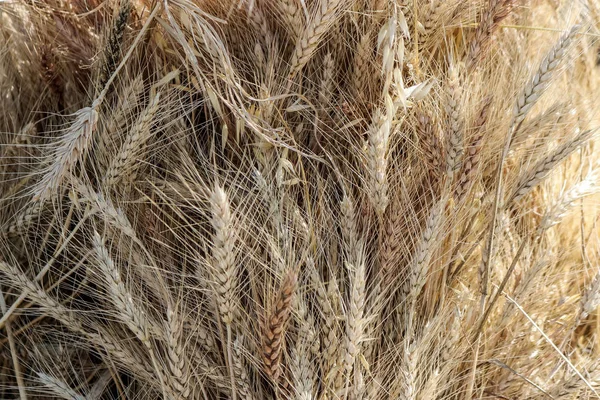 Ähren auf dem Feld — Stockfoto