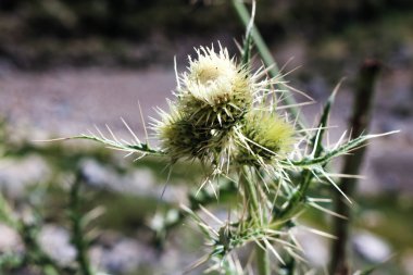 white flowers with spikes