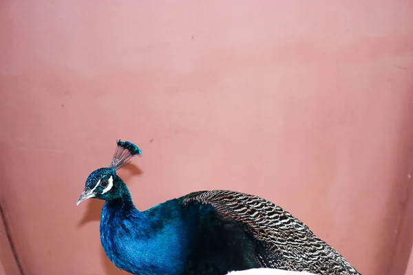 Belo pavão de pé — Fotografia de Stock