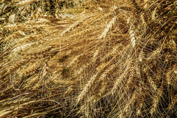 Ähren auf dem Feld — Stockfoto