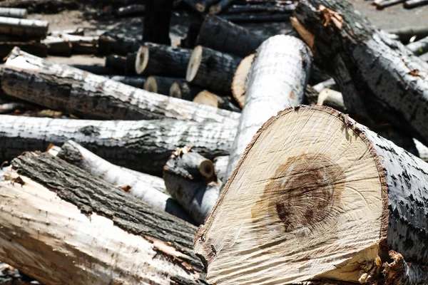 Pile of wooden logs — Stock Photo, Image