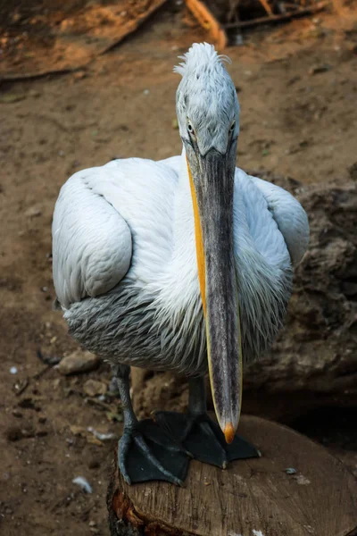 Симпатичный белый пеликан — стоковое фото
