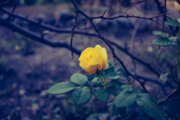 Желтая роза в саду — стоковое фото