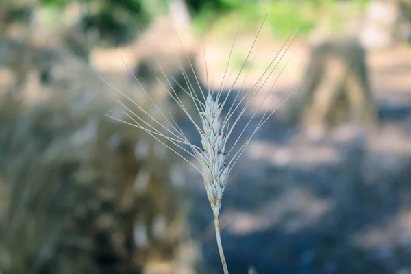 Weizenstachel auf Feld — Stockfoto