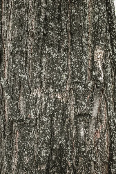 Кора коричнева дерева — стокове фото