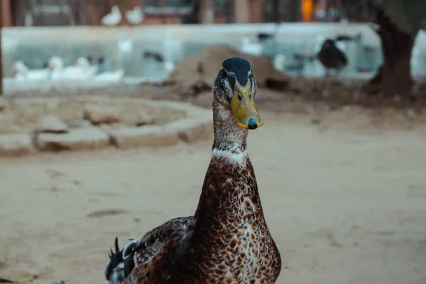 Süße Carolina-Ente — Stockfoto