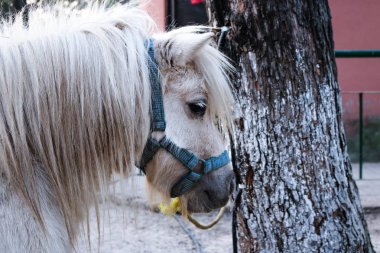 Beyaz midilli başını 