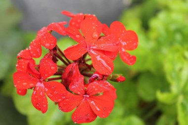 güzel kırmızı çiçekler