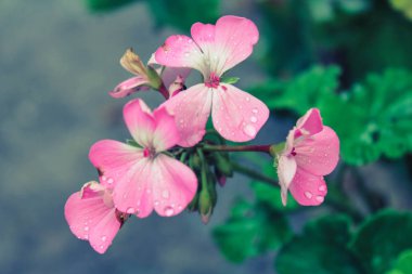 güzel pembe çiçekler