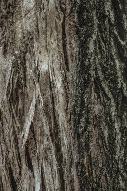 kahverengi ağaç kabuğu