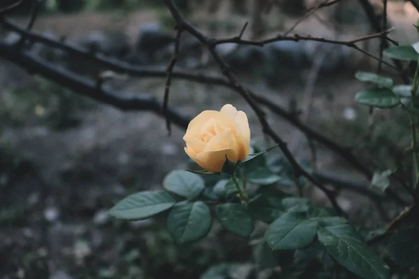 Желтая роза в саду — стоковое фото