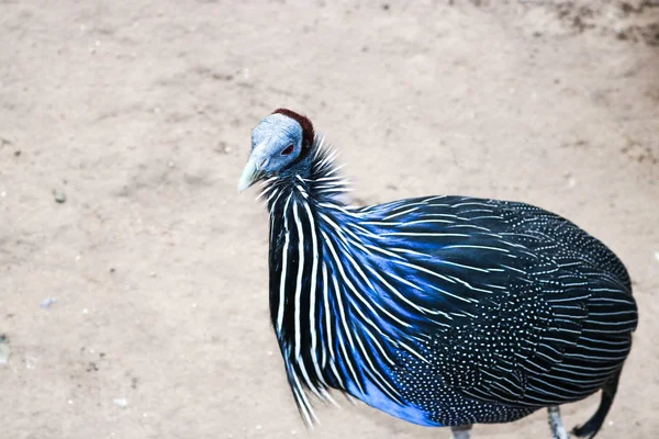 Vogel mit blauer Feder — Stockfoto