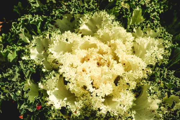 Белый большой цветок — стоковое фото