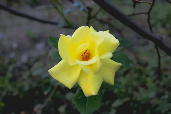 Yellow flower in garden — Stock Photo, Image