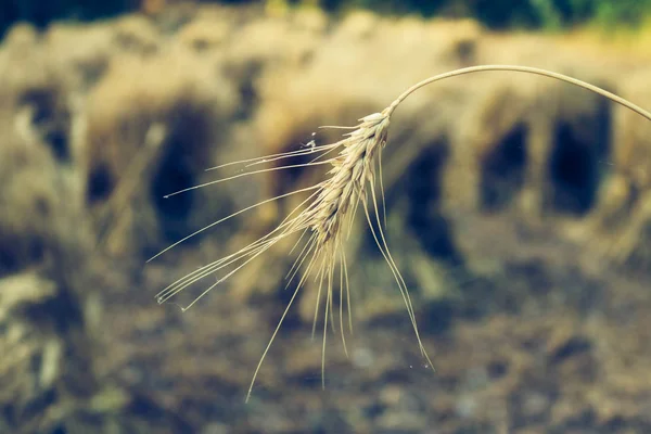 Weizenstachel auf Feld — Stockfoto