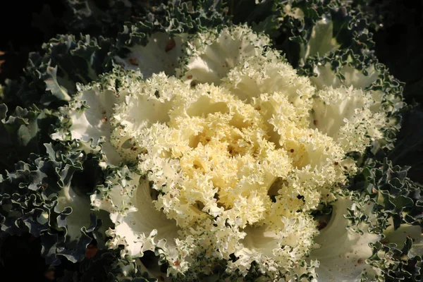 Белый большой цветок — стоковое фото