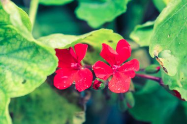 güzel kırmızı çiçekler