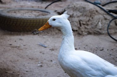 Sevimli beyaz ördek