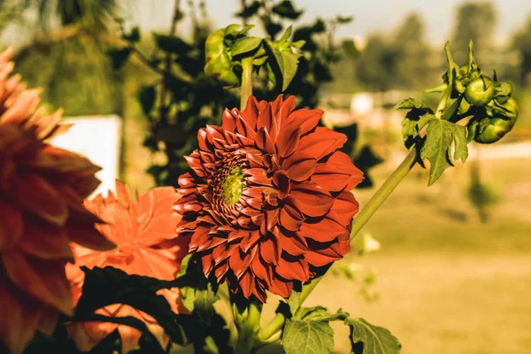 Красивые красные цветы — стоковое фото