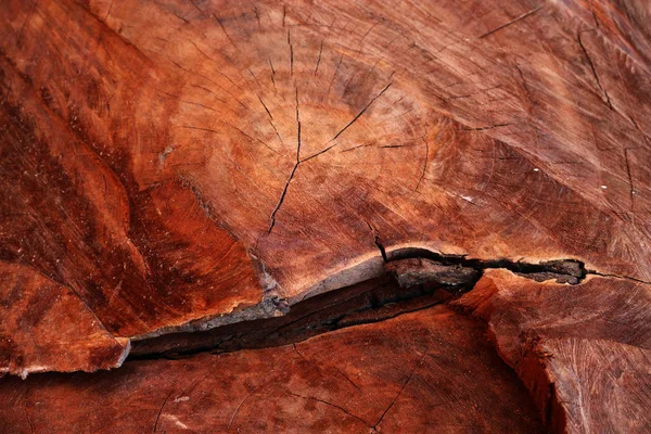 Old tree log — Stock Photo, Image