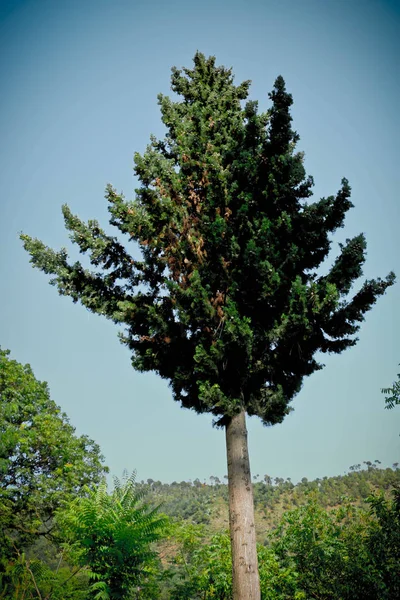 Tree growing on hill — Stock Photo, Image