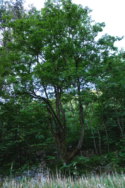 Stora gröna träd — Stockfoto