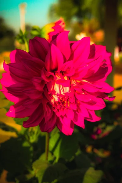 Beautiful red flower — Stock Photo, Image