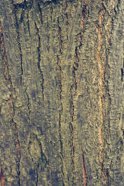 Кора коричнева дерева — стокове фото