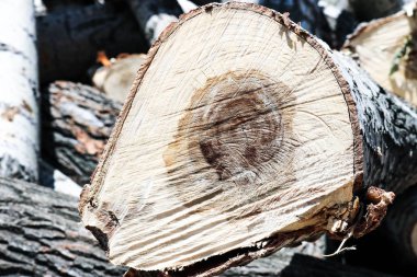 eski ağaç günlük