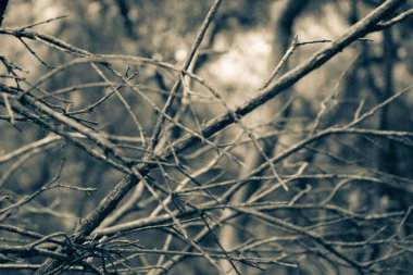 Kuru ahşap dalları 