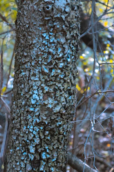 Sosna pnia drzewa w lesie — Zdjęcie stockowe