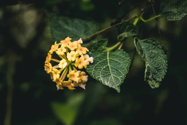 Цветы с зелеными листьями — стоковое фото