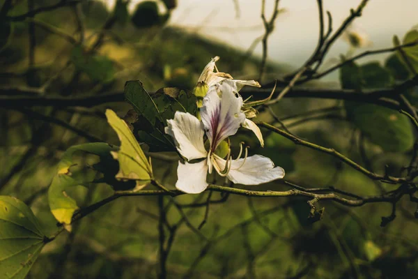 Цветок белой вишни — стоковое фото