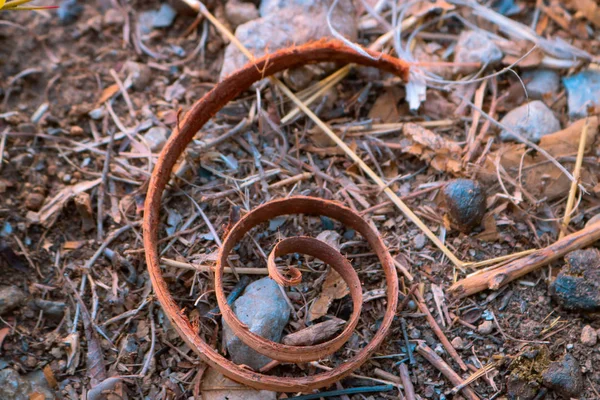 Spirala naturalnego drewna konary i korzenie — Zdjęcie stockowe