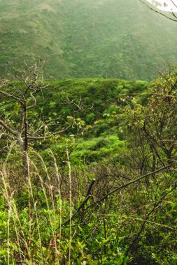dağlar yeşil çimen 